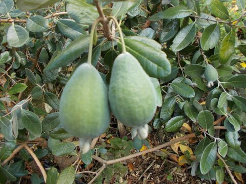 fruitwood_image_unavailable3